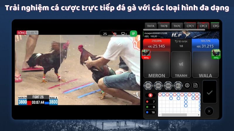 Trải nghiệm cá cược trực tiếp đá gà với các loại hình đa dạng